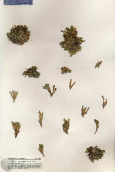 URN_catalog_HBHinton_herbarium_18751.jpg.jpg