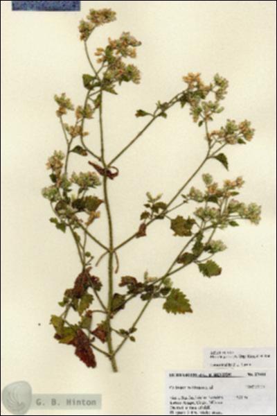 URN_catalog_HBHinton_herbarium_27084.jpg.jpg