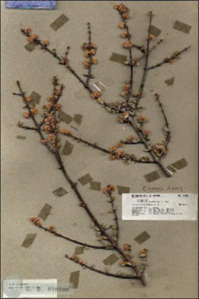 URN_catalog_HBHinton_herbarium_18805.jpg.jpg