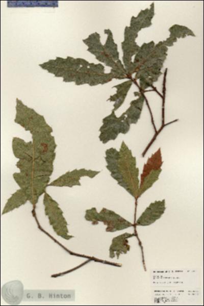 URN_catalog_HBHinton_herbarium_25206.jpg.jpg