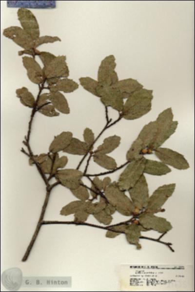 URN_catalog_HBHinton_herbarium_21635.jpg.jpg