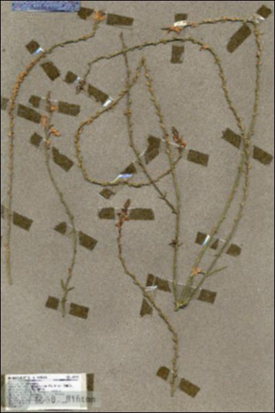 URN_catalog_HBHinton_herbarium_18487.jpg.jpg