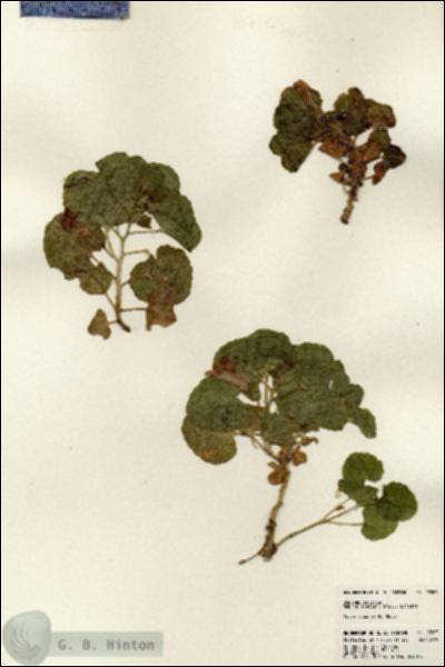 URN_catalog_HBHinton_herbarium_23563.jpg.jpg