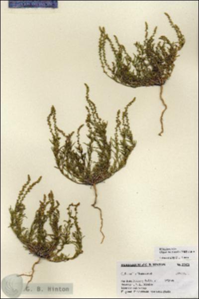 URN_catalog_HBHinton_herbarium_27071.jpg.jpg