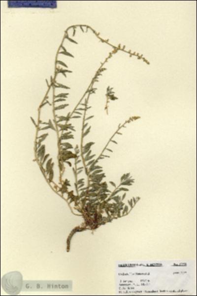 URN_catalog_HBHinton_herbarium_27358.jpg.jpg