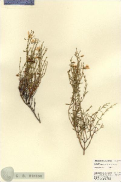 URN_catalog_HBHinton_herbarium_21959.jpg.jpg