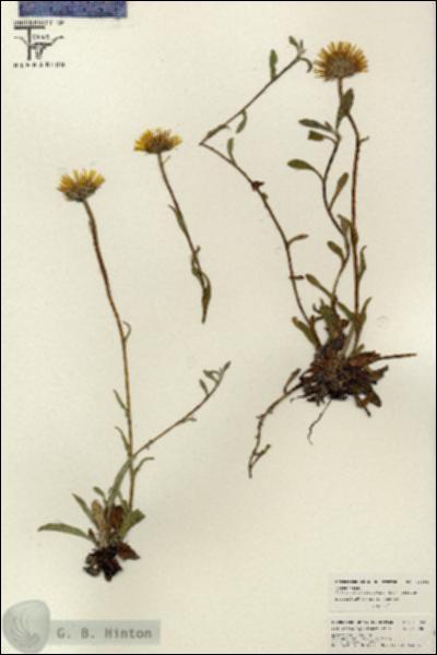 URN_catalog_HBHinton_herbarium_26554.jpg.jpg