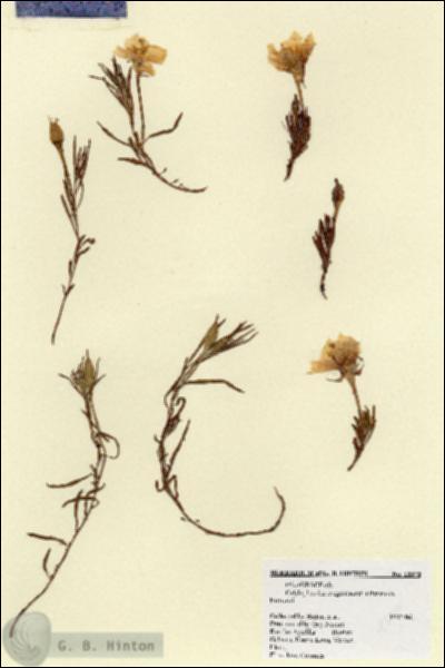 URN_catalog_HBHinton_herbarium_18370.jpg.jpg