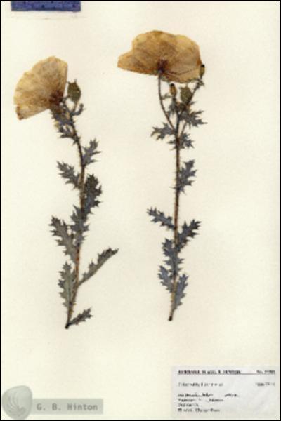 URN_catalog_HBHinton_herbarium_27392.jpg.jpg
