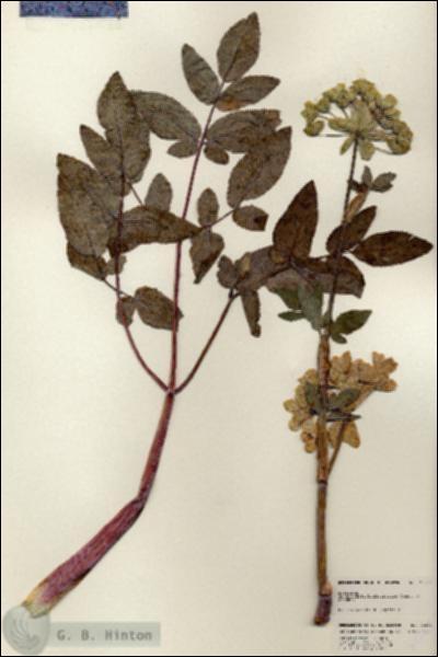URN_catalog_HBHinton_herbarium_25269.jpg.jpg