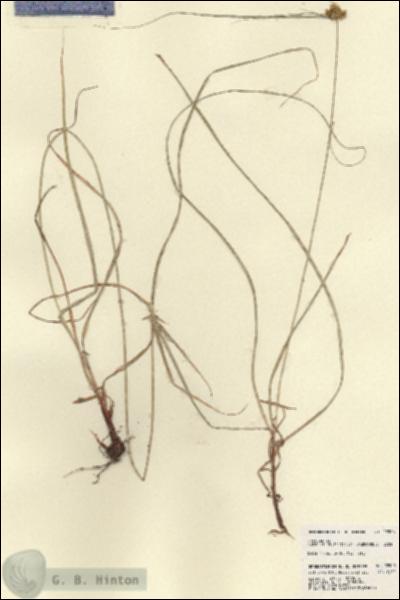 URN_catalog_HBHinton_herbarium_22506.jpg.jpg