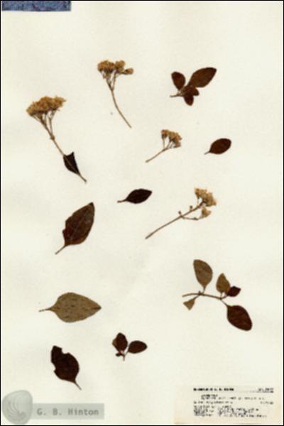 URN_catalog_HBHinton_herbarium_21627.jpg.jpg