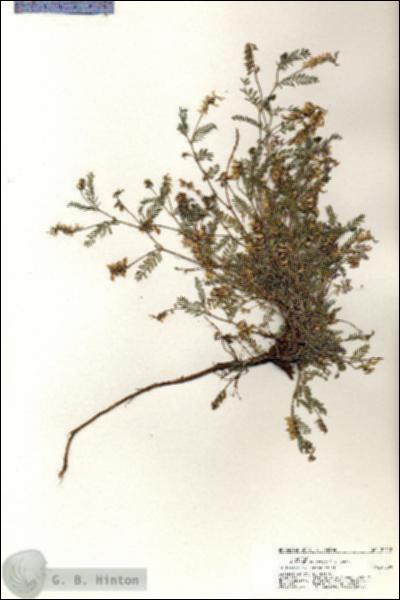 URN_catalog_HBHinton_herbarium_20458.jpg.jpg