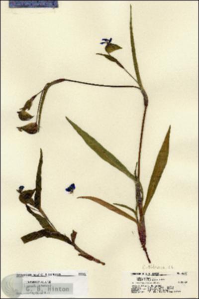 URN_catalog_HBHinton_herbarium_22217.jpg.jpg