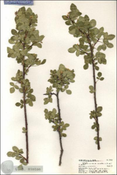 URN_catalog_HBHinton_herbarium_21066.jpg.jpg