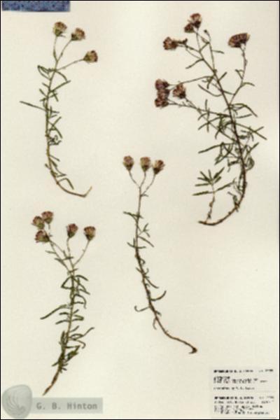 URN_catalog_HBHinton_herbarium_23929.jpg.jpg
