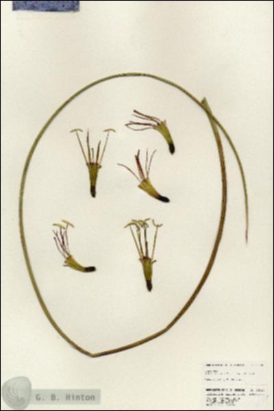 URN_catalog_HBHinton_herbarium_25340.jpg.jpg