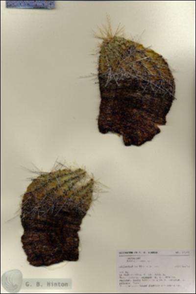 URN_catalog_HBHinton_herbarium_27160.jpg.jpg