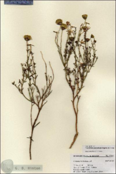 URN_catalog_HBHinton_herbarium_27112.jpg.jpg