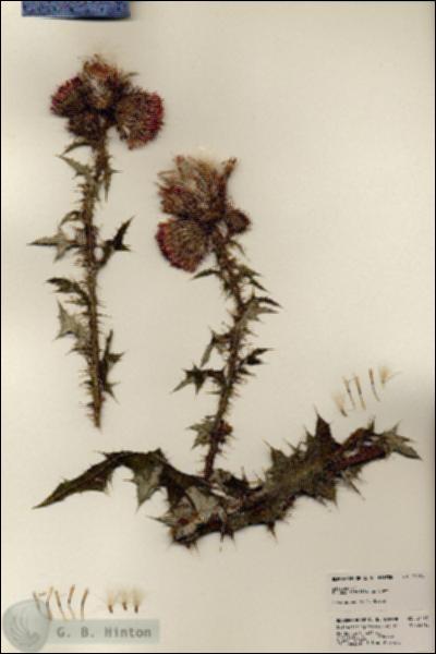 URN_catalog_HBHinton_herbarium_24105.jpg.jpg
