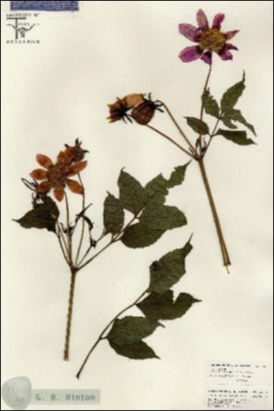 URN_catalog_HBHinton_herbarium_26633.jpg.jpg
