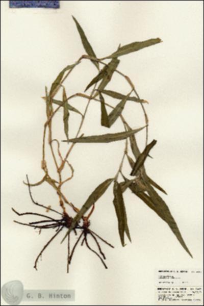 URN_catalog_HBHinton_herbarium_24493.jpg.jpg