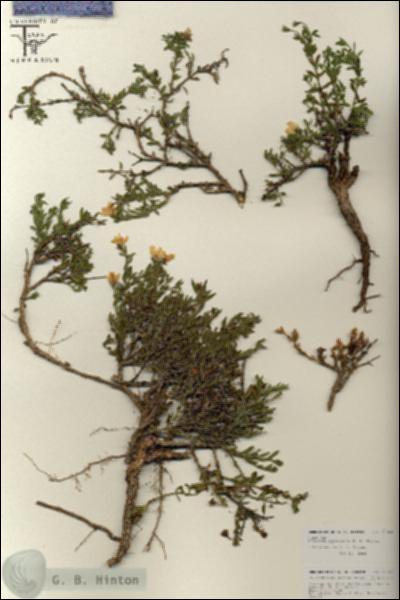 URN_catalog_HBHinton_herbarium_25863.jpg.jpg