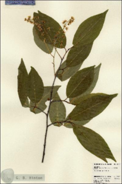 URN_catalog_HBHinton_herbarium_22747.jpg.jpg