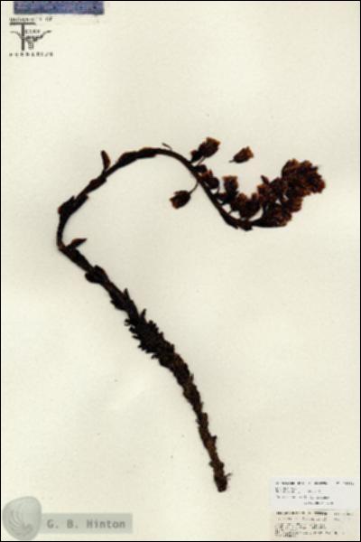 URN_catalog_HBHinton_herbarium_26659.jpg.jpg