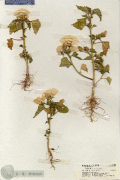 URN_catalog_HBHinton_herbarium_19873.jpg.jpg
