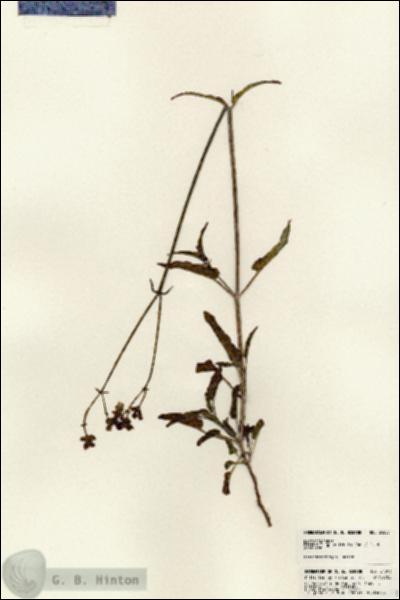 URN_catalog_HBHinton_herbarium_24503.jpg.jpg