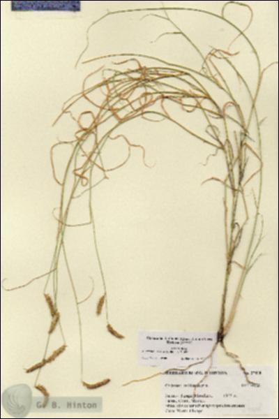 URN_catalog_HBHinton_herbarium_27418.jpg.jpg