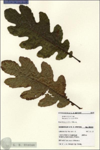 URN_catalog_HBHinton_herbarium_28193.jpg.jpg