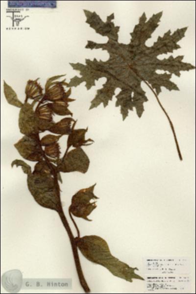 URN_catalog_HBHinton_herbarium_26156.jpg.jpg