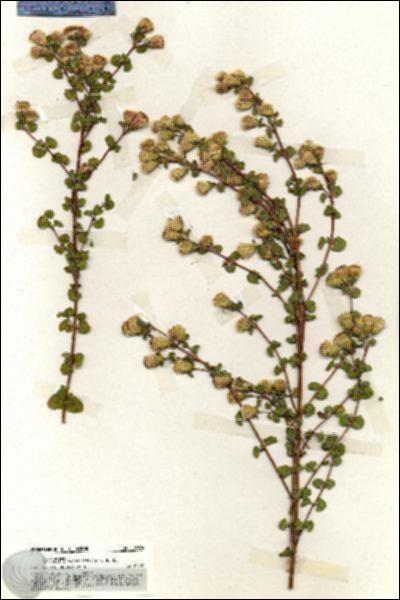 URN_catalog_HBHinton_herbarium_19876.jpg.jpg