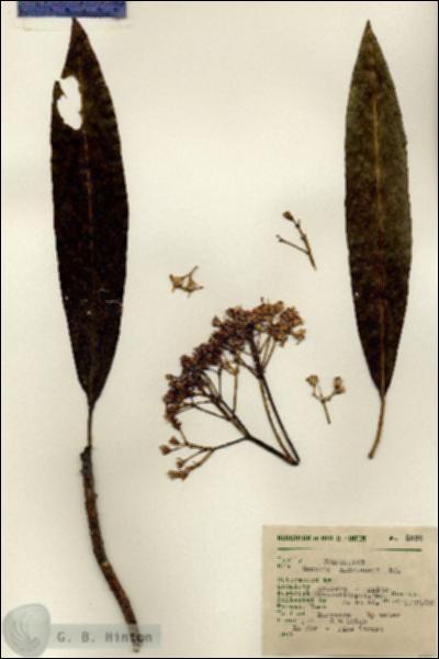 URN_catalog_HBHinton_herbarium_8932.jpg.jpg