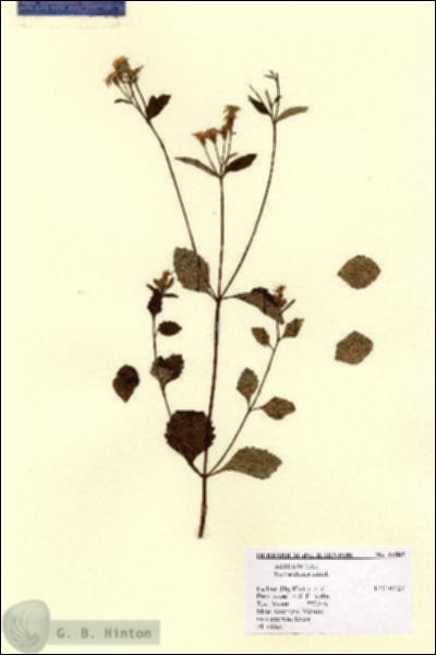URN_catalog_HBHinton_herbarium_14505.jpg.jpg