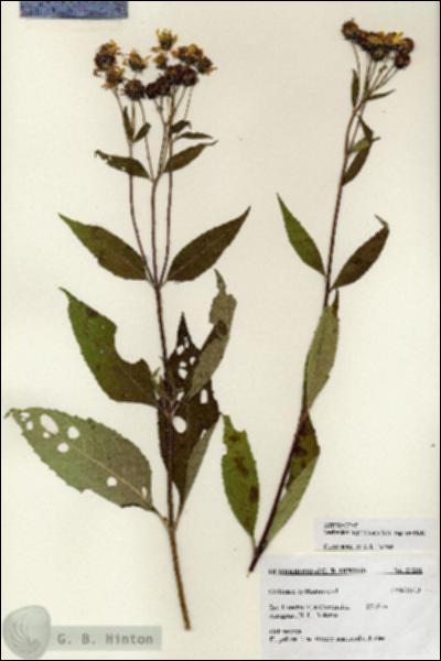 URN_catalog_HBHinton_herbarium_27281.jpg.jpg