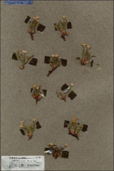 URN_catalog_HBHinton_herbarium_18421.jpg.jpg