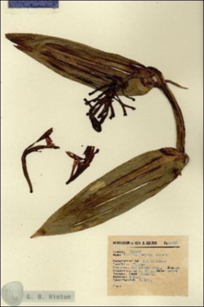 URN_catalog_HBHinton_herbarium_15910.jpg.jpg