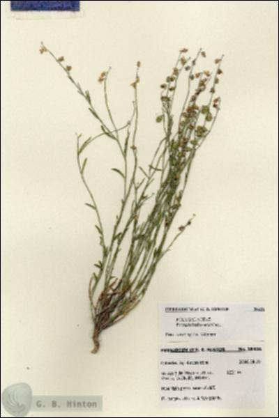URN_catalog_HBHinton_herbarium_28436.jpg.jpg