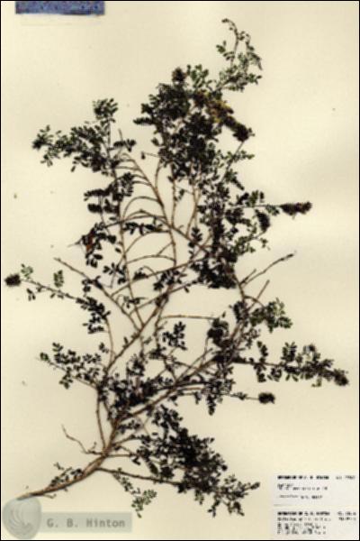 URN_catalog_HBHinton_herbarium_23506.jpg.jpg
