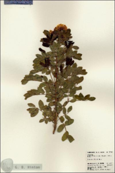 URN_catalog_HBHinton_herbarium_23100.jpg.jpg
