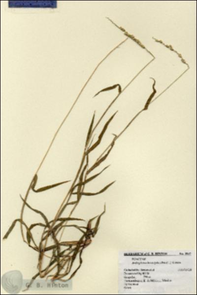 URN_catalog_HBHinton_herbarium_3947.jpg.jpg