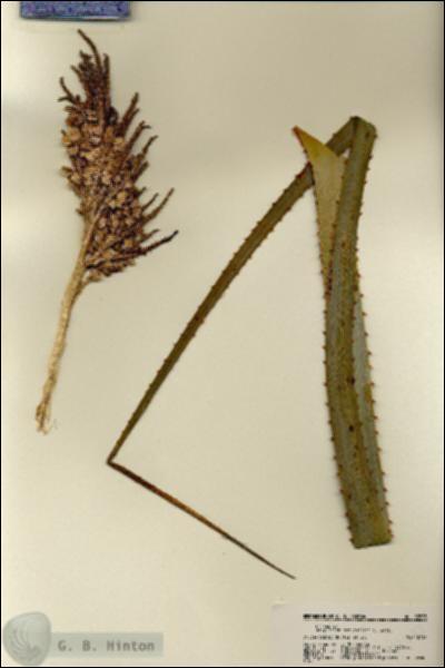 URN_catalog_HBHinton_herbarium_22573.jpg.jpg
