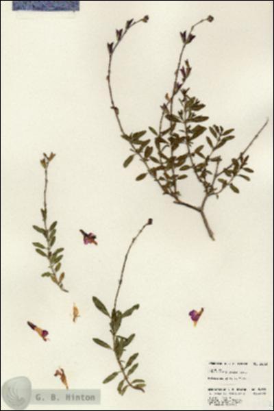 URN_catalog_HBHinton_herbarium_24383.jpg.jpg