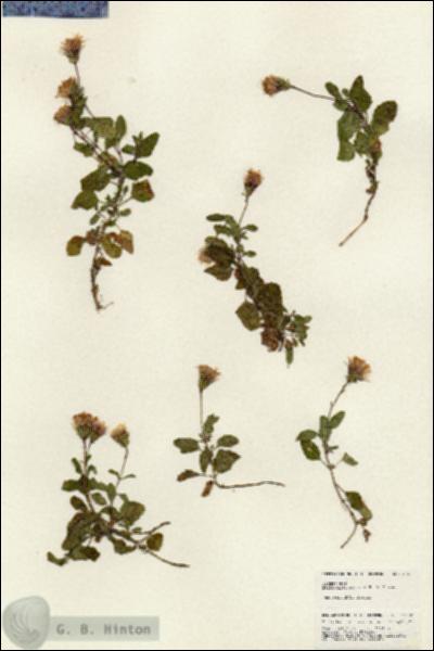 URN_catalog_HBHinton_herbarium_24932.jpg.jpg