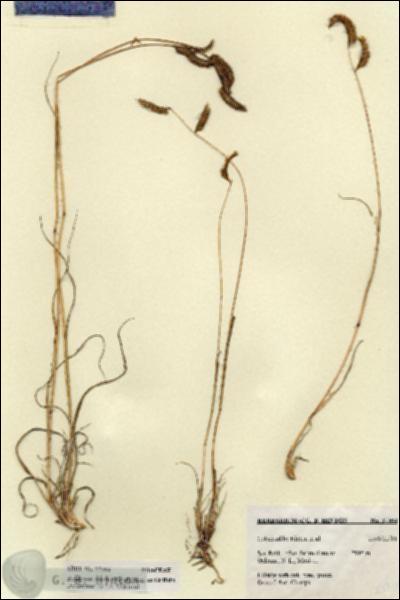 URN_catalog_HBHinton_herbarium_27304.jpg.jpg
