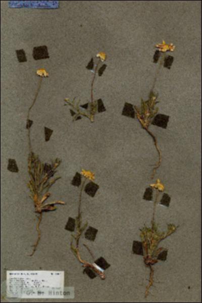URN_catalog_HBHinton_herbarium_18404.jpg.jpg