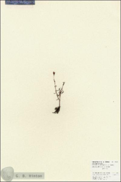 URN_catalog_HBHinton_herbarium_27017.jpg.jpg